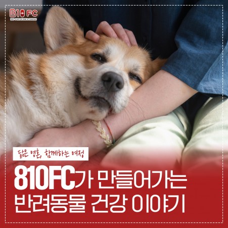 마케팅 810FC